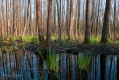 112_Biebrza - kwiecien 2011